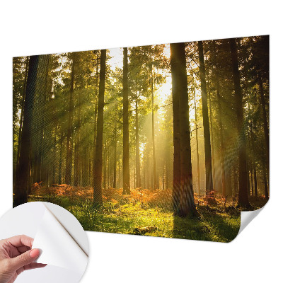 Fototapeta samoprzylepna do sypialni z motywem leśnego poranka