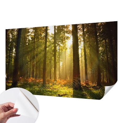 Fototapeta samoprzylepna do sypialni z motywem leśnego poranka