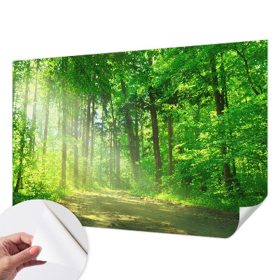 Dekoracyjna fototapeta na ścianę z widokiem leśnej ścieżki