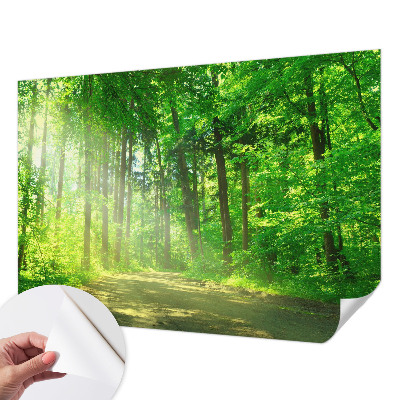 Dekoracyjna fototapeta na ścianę z widokiem leśnej ścieżki
