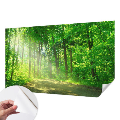 Dekoracyjna fototapeta na ścianę z widokiem leśnej ścieżki
