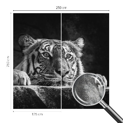 Fototapeta na ścianę z motywem drapieżnego spojrzenia