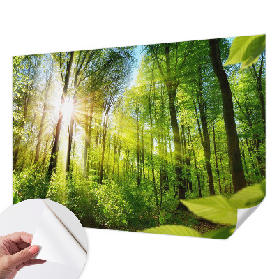 Fototapeta samoprzylepna z nadrukiem z motywem leśnego światła