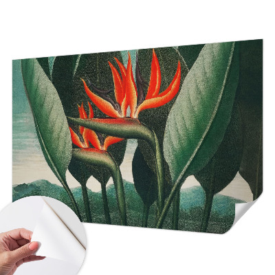 Dekoracyjna fototapeta na ścianę Egzotyczne kwiaty