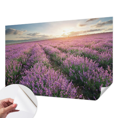 Tapeta fotograficzna samoprzylepna z motywem lawendowych pól