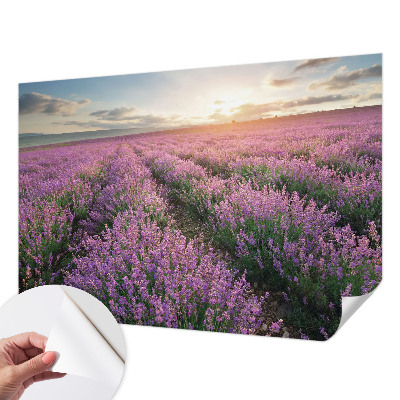 Tapeta fotograficzna samoprzylepna z motywem lawendowych pól