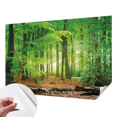 Dekoracyjna fototapeta na ścianę z motywem zielonego lasu