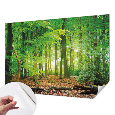 Dekoracyjna fototapeta na ścianę z motywem zielonego lasu