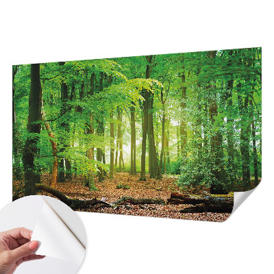 Dekoracyjna fototapeta na ścianę z motywem zielonego lasu