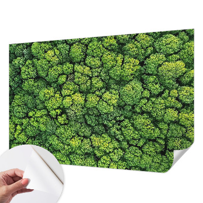 Fototapeta samoprzylepna do sypialni Leśna panorama