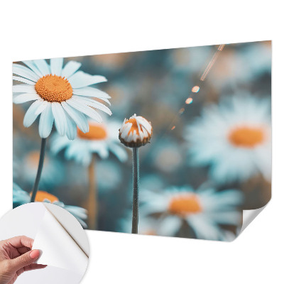 Tapeta fotograficzna z motywem rumiankowej delikatności