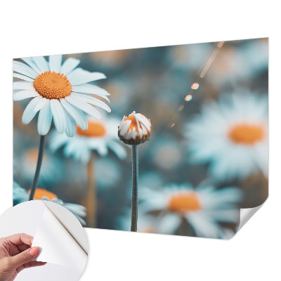 Tapeta fotograficzna z motywem rumiankowej delikatności