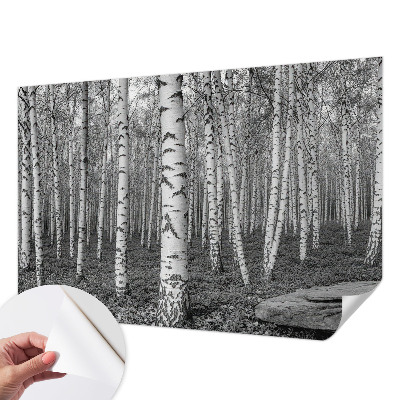 Tapeta fotograficzna z motywem brzozowego lasu