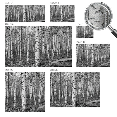 Tapeta fotograficzna z motywem brzozowego lasu