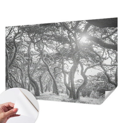 Fototapeta na ścianę z motywem klimatycznego lasu