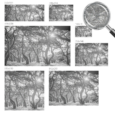 Fototapeta na ścianę z motywem klimatycznego lasu