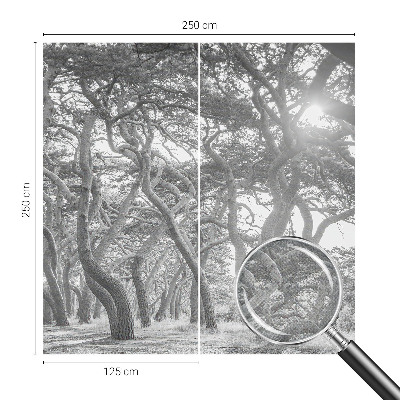 Fototapeta na ścianę z motywem klimatycznego lasu