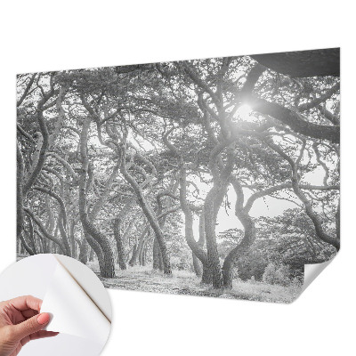 Fototapeta na ścianę z motywem klimatycznego lasu