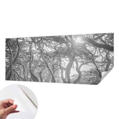 Fototapeta na ścianę z motywem klimatycznego lasu