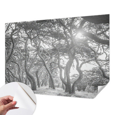 Fototapeta na ścianę z motywem klimatycznego lasu