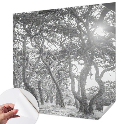 Fototapeta na ścianę z motywem klimatycznego lasu