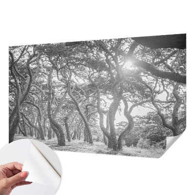 Fototapeta na ścianę z motywem klimatycznego lasu