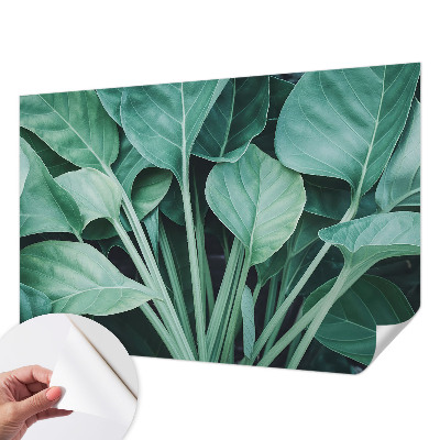 Fototapeta na ścianę Zielona natura