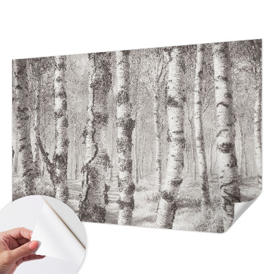 Fototapeta samoprzylepna do sypialni z motywem brzozowego lasu