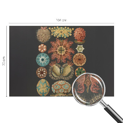 Dekoracyjna fototapeta na ścianę Dekoracyjna fototapeta na ścianę