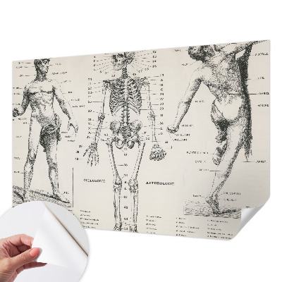 Dekoracyjna fototapeta na ścianę z klasycznym motywem anatomicznym