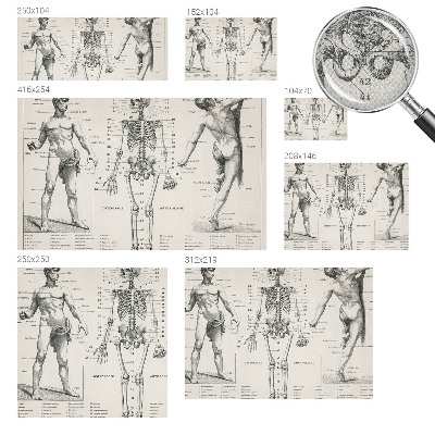 Dekoracyjna fototapeta na ścianę z klasycznym motywem anatomicznym