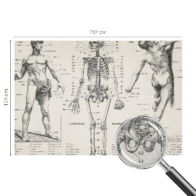 Dekoracyjna fototapeta na ścianę z klasycznym motywem anatomicznym