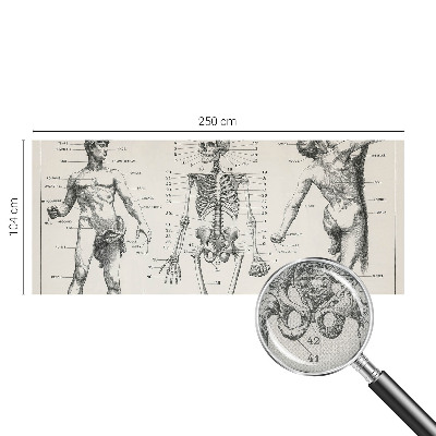 Dekoracyjna fototapeta na ścianę z klasycznym motywem anatomicznym