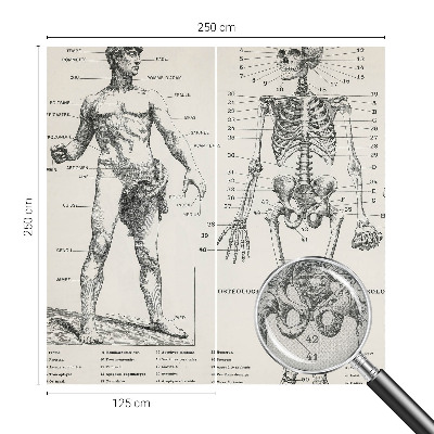 Dekoracyjna fototapeta na ścianę z klasycznym motywem anatomicznym