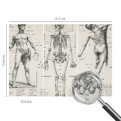 Dekoracyjna fototapeta na ścianę z klasycznym motywem anatomicznym