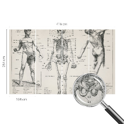Dekoracyjna fototapeta na ścianę z klasycznym motywem anatomicznym