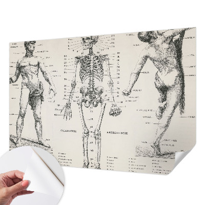 Dekoracyjna fototapeta na ścianę z klasycznym motywem anatomicznym