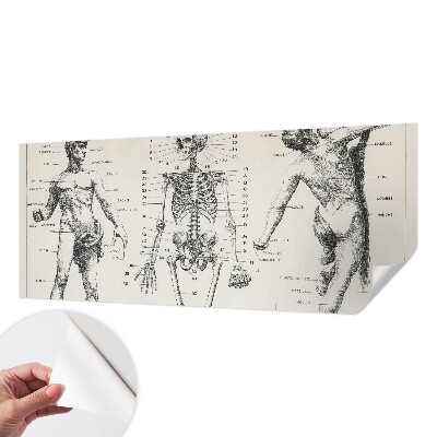 Dekoracyjna fototapeta na ścianę z klasycznym motywem anatomicznym