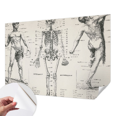 Dekoracyjna fototapeta na ścianę z klasycznym motywem anatomicznym