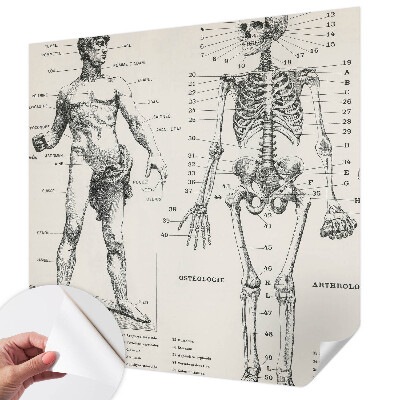 Dekoracyjna fototapeta na ścianę z klasycznym motywem anatomicznym