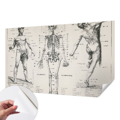 Dekoracyjna fototapeta na ścianę z klasycznym motywem anatomicznym