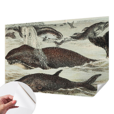 Fototapeta na ścianę Morskie stworzenia