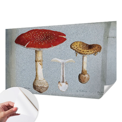 Fototapeta samoprzylepna z nadrukiem z motywem grzybowych rycin