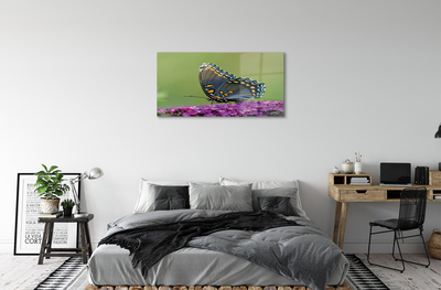 Obraz akrylowy Kolorowy motyl na kwiatach