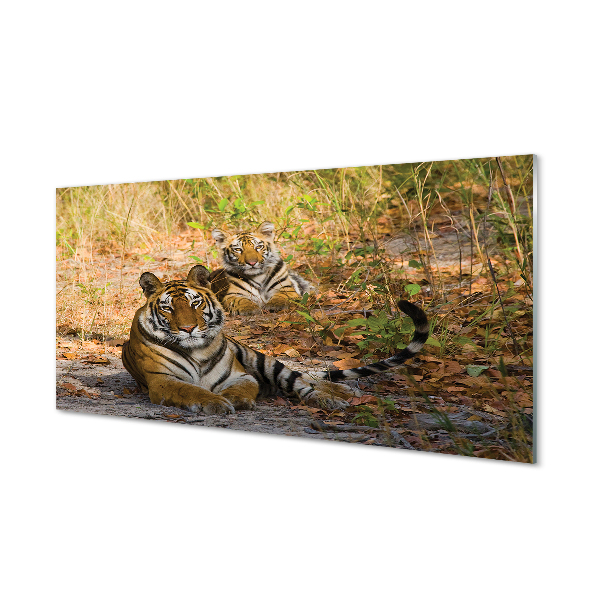 Obraz akrylowy Tygrysy
