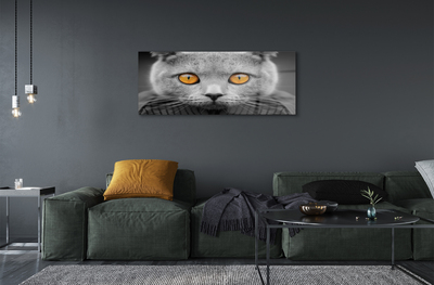 Obraz akrylowy Szary kot brytyjski