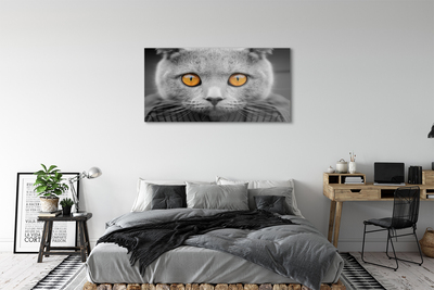 Obraz akrylowy Szary kot brytyjski