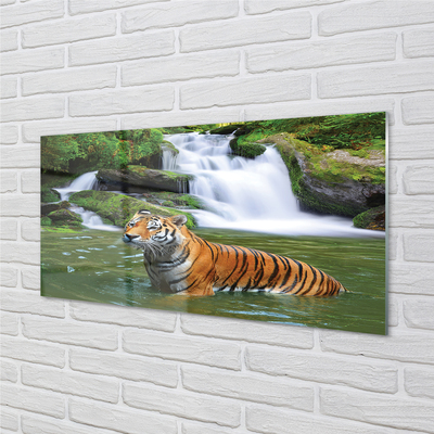 Obraz akrylowy Tygrys wodospad