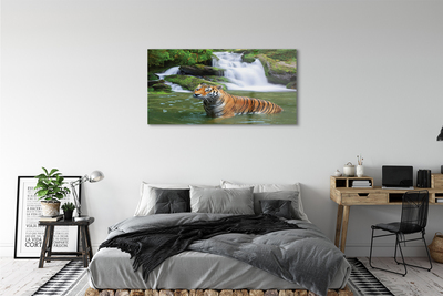 Obraz akrylowy Tygrys wodospad