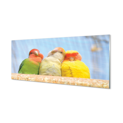 Obraz akrylowy Kolorowe papugi